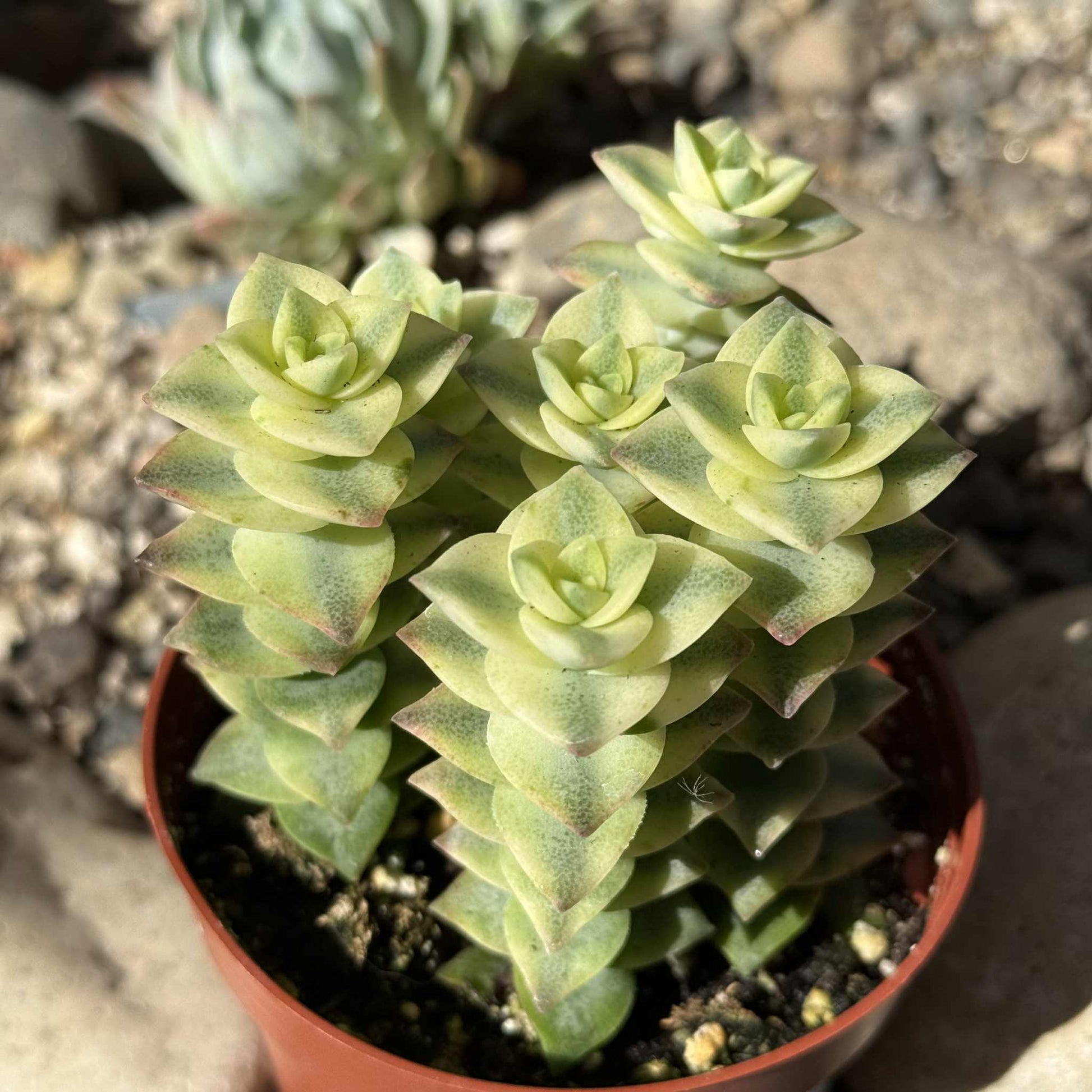 succulent with diamond shaped leaves Crassula Perforata 'Diamond Necklace' Var