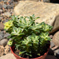 DesertScapeSucculent Succulent 4 Inch Assorted Crassula Perforata 'Diamond Necklace' Var.