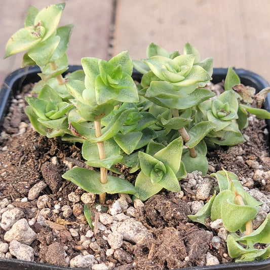 Crassula Perforata 'Collar de diamantes' Var.