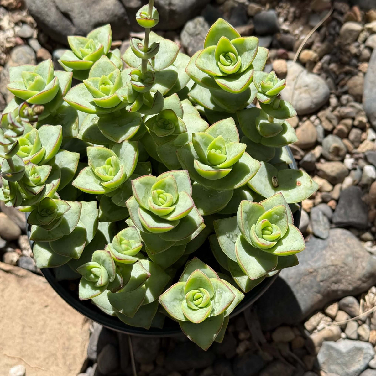 DesertScapeSucculent Succulent Crassula Perforata 'Ivory Tower'