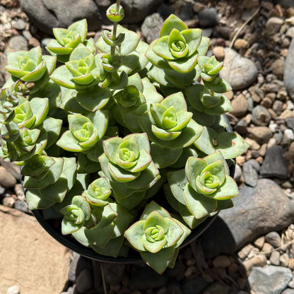 DesertScapeSucculent Succulent Crassula Perforata 'Ivory Tower'