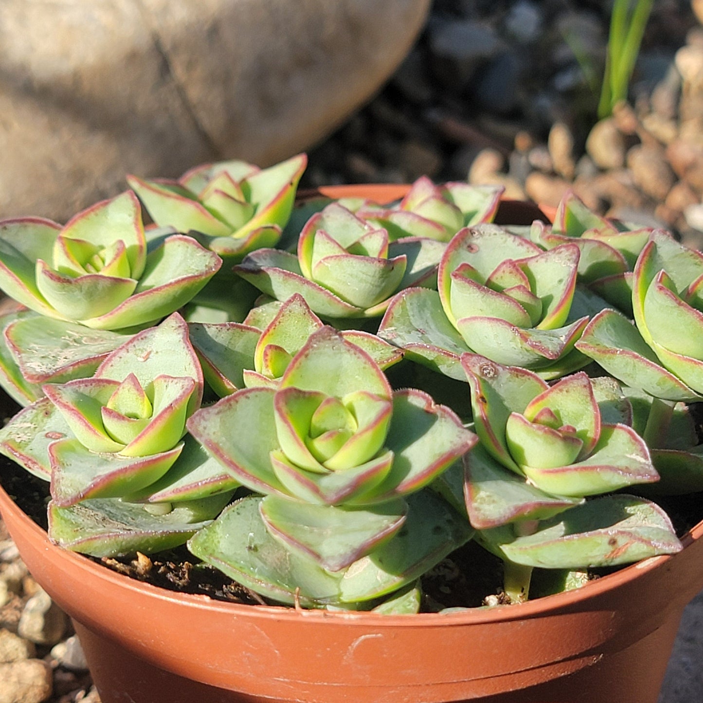 DesertScapeSucculent Succulent 4" Assorted Crassula Perforata 'Ivory Tower'