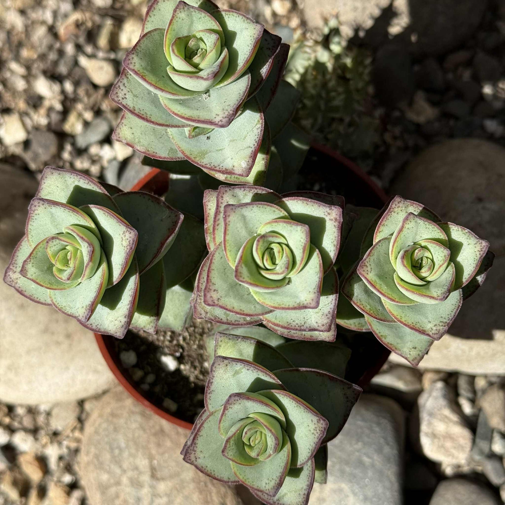 succulent plant tower Crassula Perforata 'Ivory Tower' – DesertScapeSucculent