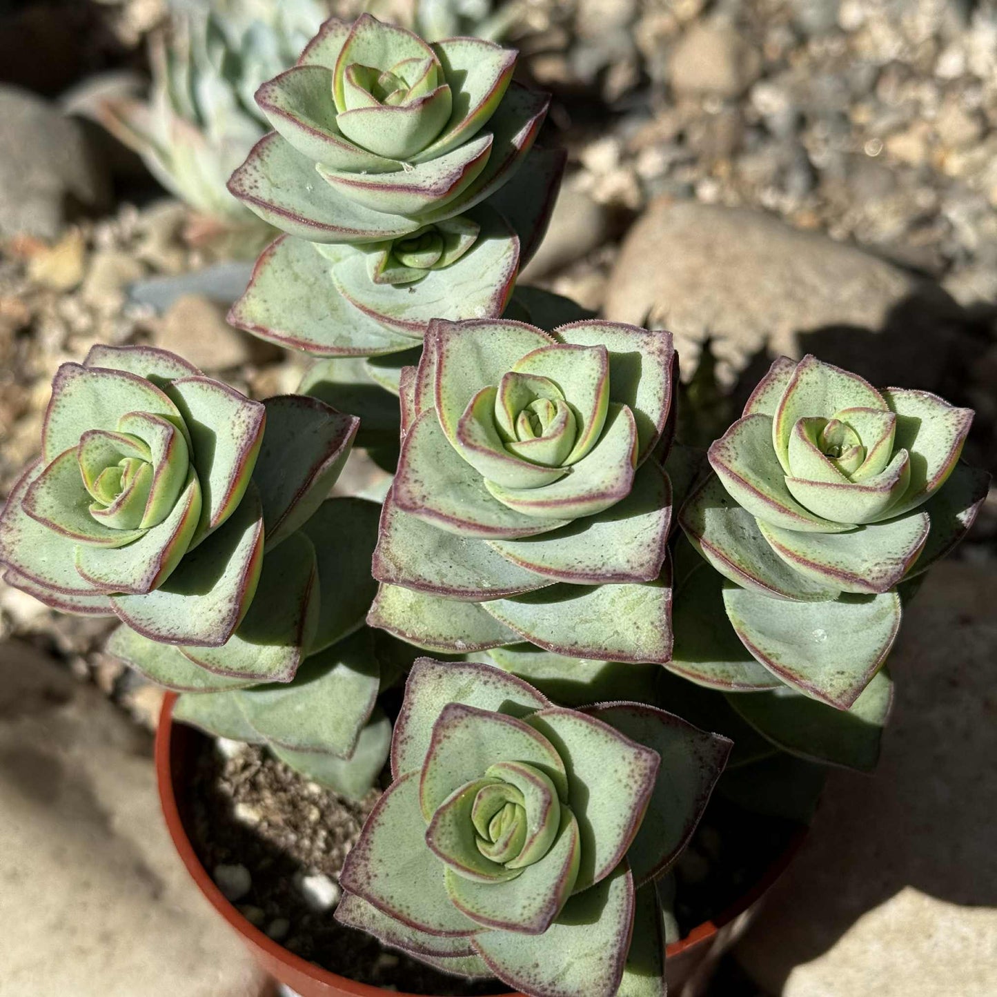 Crassula Perforata 'Ivory Tower' - 4 Inch Assorted - Succulent - DesertScapeSucculent