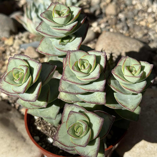 Crassula Perforata 'Ivory Tower' - 4 Inch Assorted - Succulent - DesertScapeSucculent