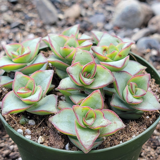 Crassula Perforata 'Torre de Marfil'