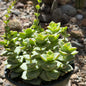 DesertScapeSucculent Succulent 6 Inch Crassula Perforata 'Ivory Tower'