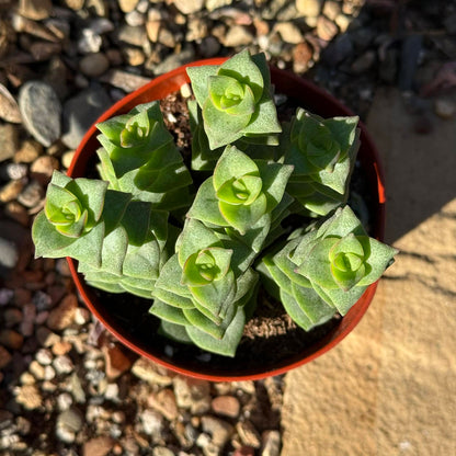 Crassula perforata 'Minima' - 4 Inch - Succulent - DesertScapeSucculent