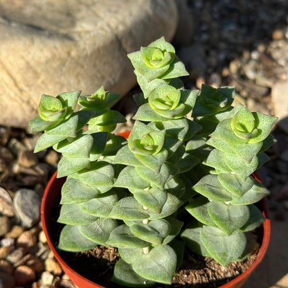 Crassula perforata 'Minima' - 4 Inch - Succulent - DesertScapeSucculent