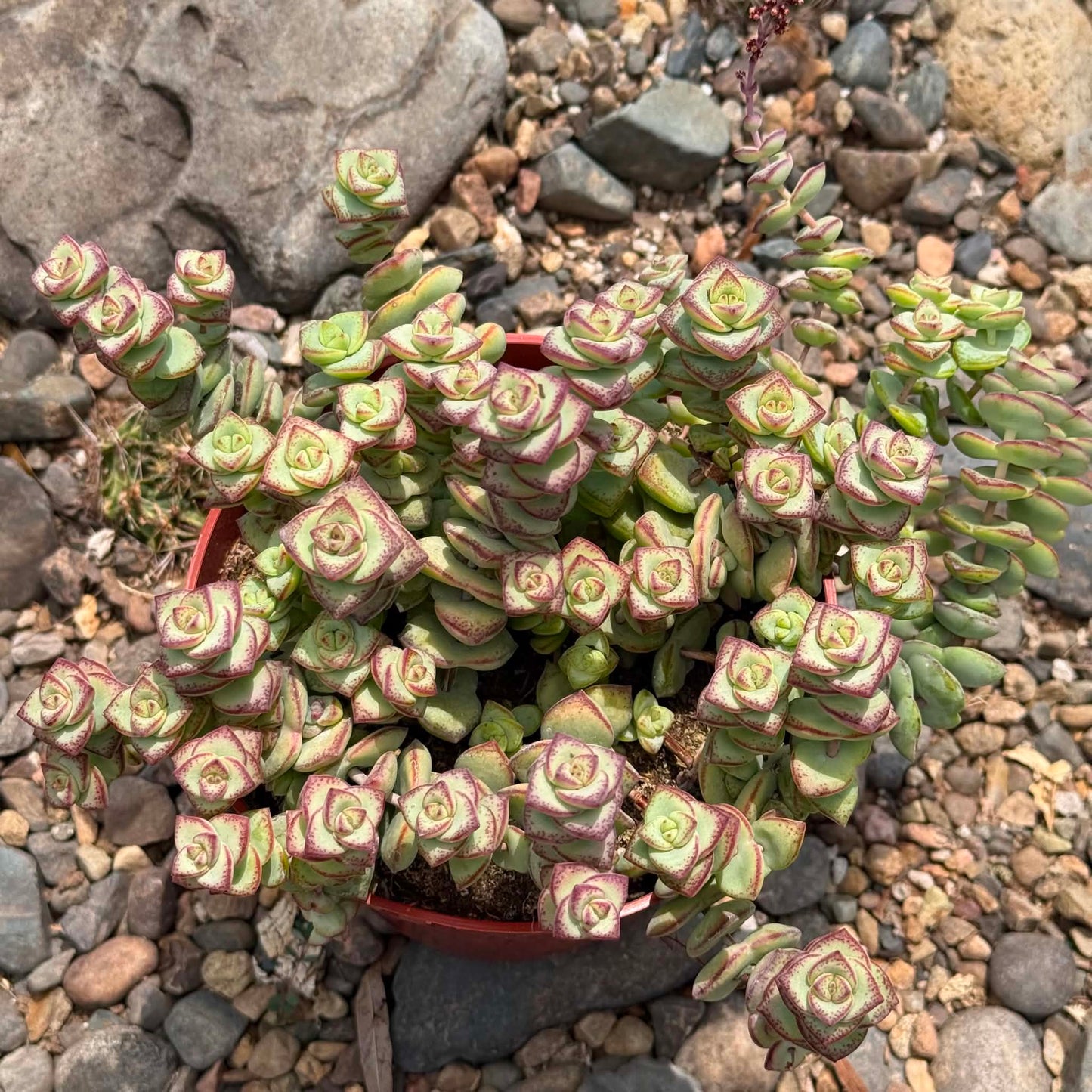 DesertScapeSucculent Succulent Crassula perforata ssp. kougaensis