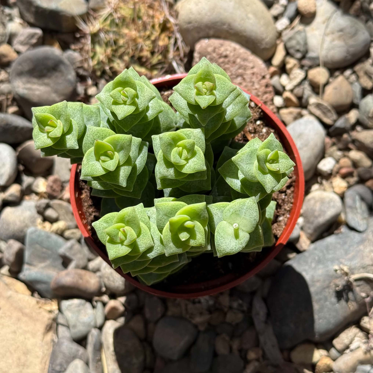 DesertScapeSucculent Succulent Crassula perforata ssp. kougaensis