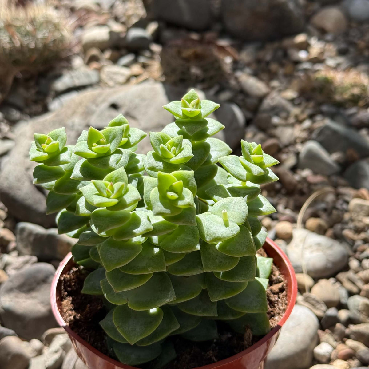 DesertScapeSucculent Succulent 4 Inch Crassula perforata ssp. kougaensis