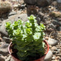 DesertScapeSucculent Succulent 4 Inch Crassula perforata ssp. kougaensis