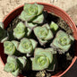 Crassula perforata ssp. kougaensis - 4 Inch Assorted - Succulent - DesertScapeSucculent
