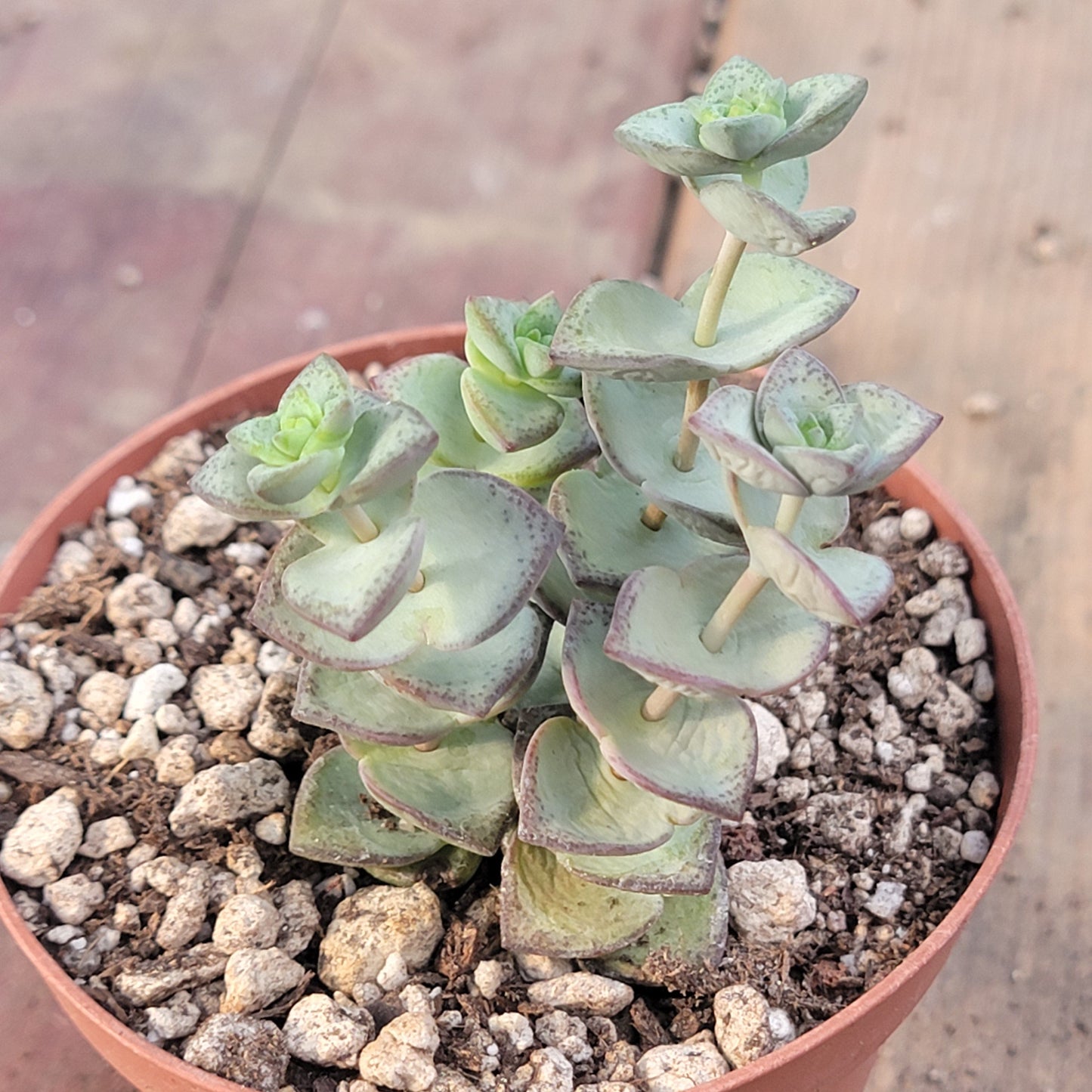 Crassula perforata ssp. kougaensis