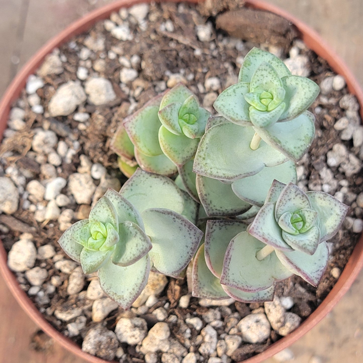 Crassula perforata ssp. kougaensis