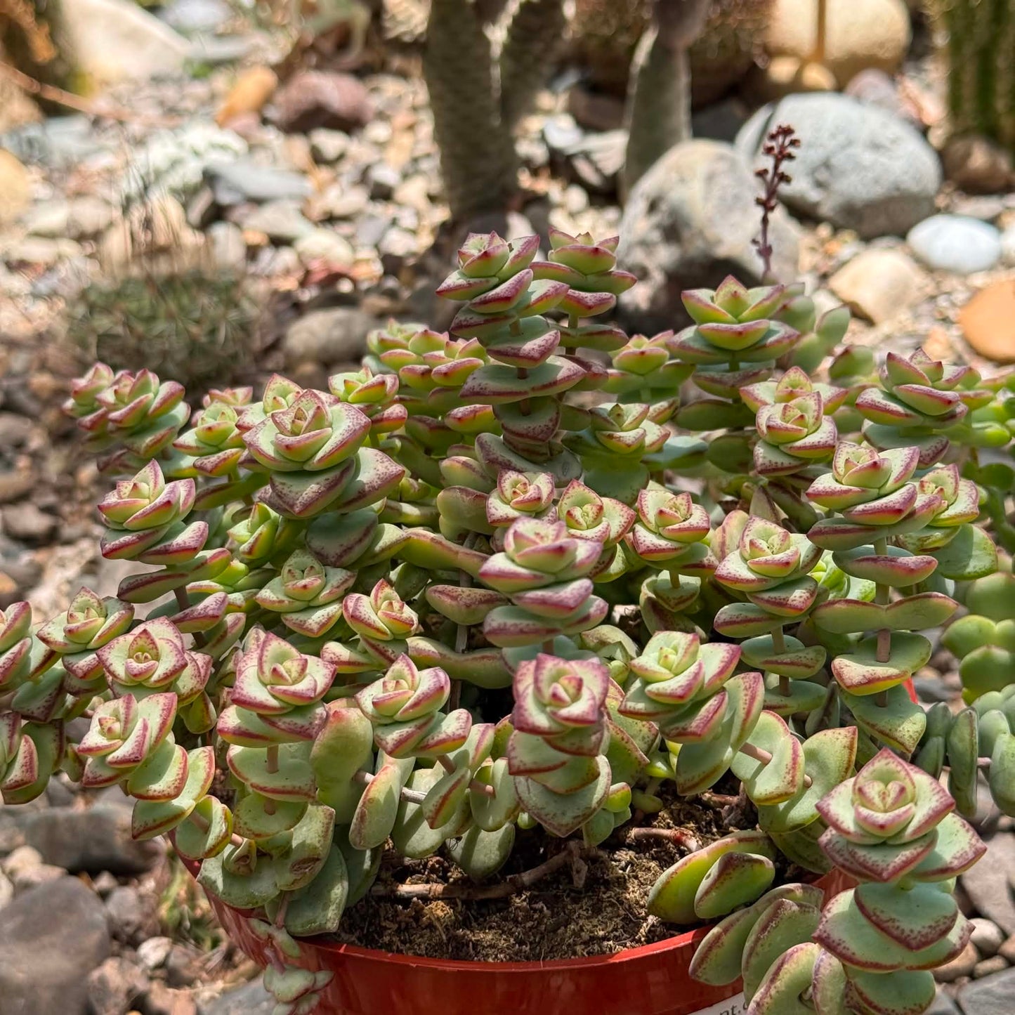 DesertScapeSucculent Succulent 6 Inch Crassula perforata ssp. kougaensis