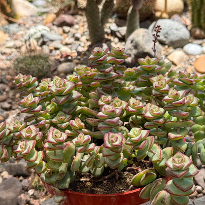 DesertScapeSucculent Succulent 6 Inch Crassula perforata ssp. kougaensis