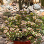 DesertScapeSucculent Succulent 6 Inch Crassula perforata ssp. kougaensis