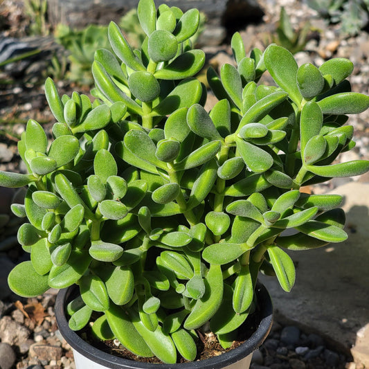 DesertScapeSucculent Succulent 4 Inch Assorted Large Crassula 'Rogersii'