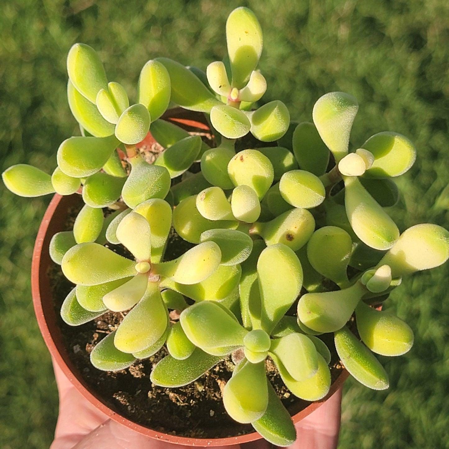 DesertScapeSucculent Succulent Crassula 'Rogersii'