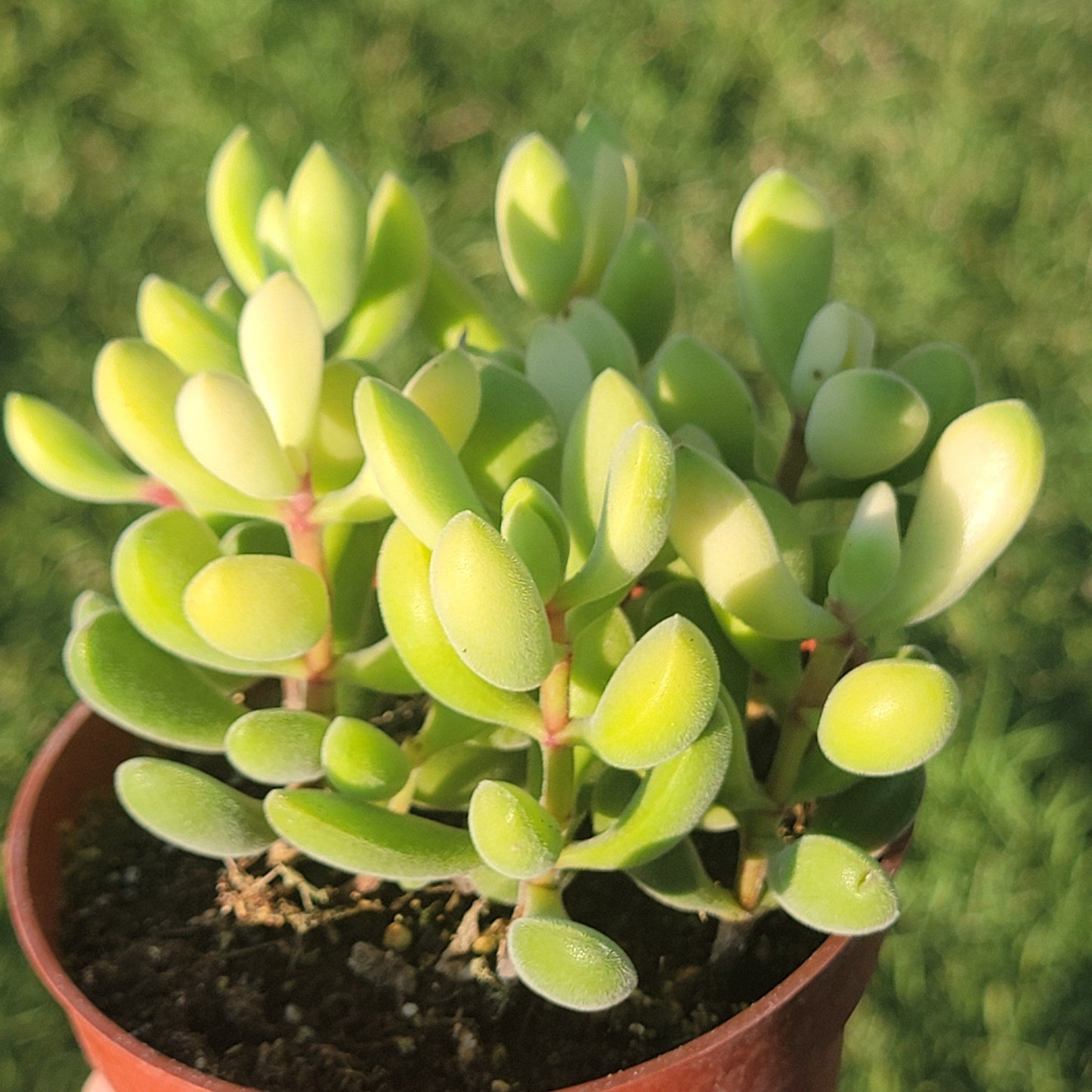 DesertScapeSucculent Succulent 4" Assorted Crassula 'Rogersii'