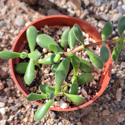 DesertScapeSucculent Succulent 3.5" Assorted Crassula 'Rogersii'