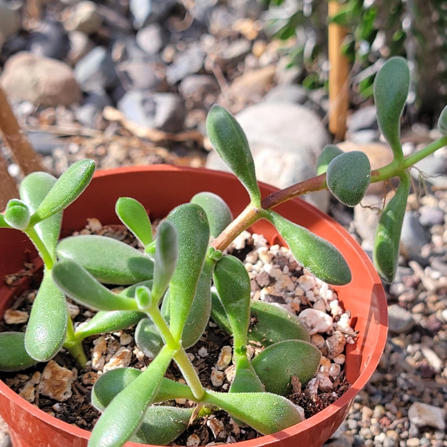 Crassula 'Rogersii'