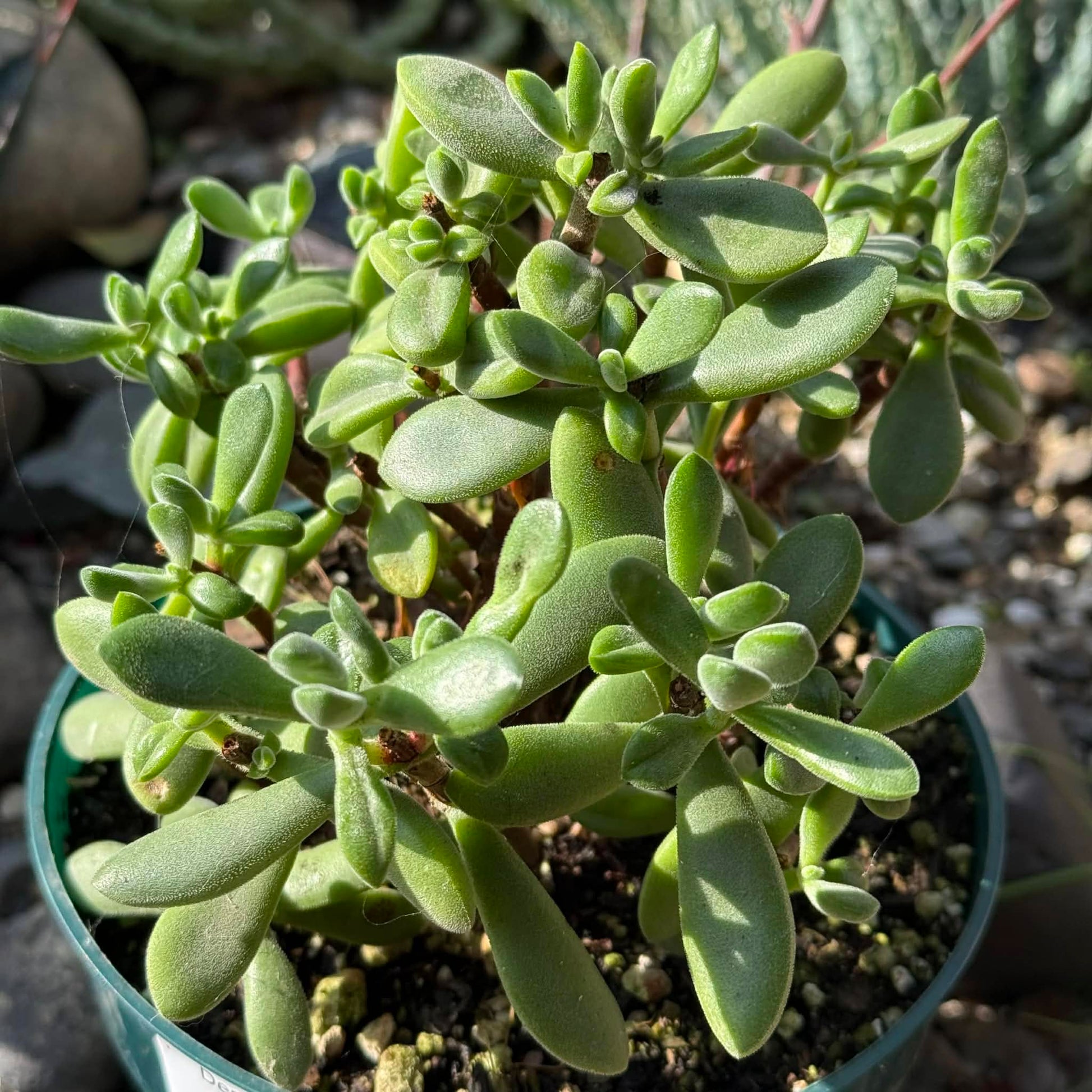 rogersii succulent Crassula 'Rogersii'