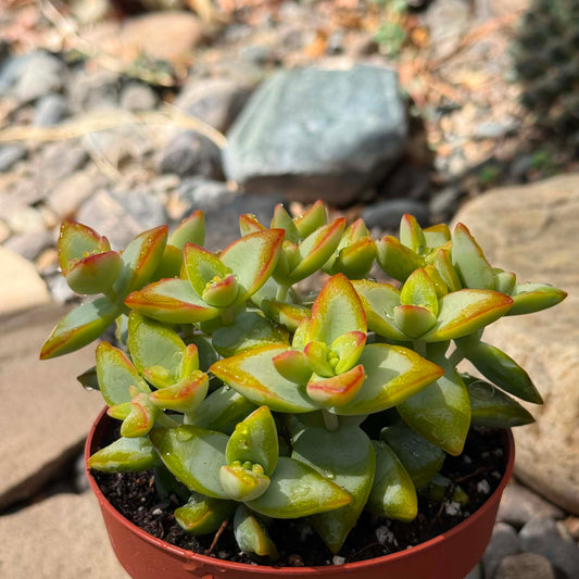 DesertScapeSucculent Succulent 4 Inch Crassula Rupestris 'High Voltage'