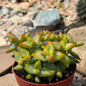 DesertScapeSucculent Succulent 4 Inch Crassula Rupestris 'High Voltage'