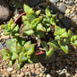 Crassula Rupestris 'High Voltage' - 4 Inch Assorted - Succulent - DesertScapeSucculent