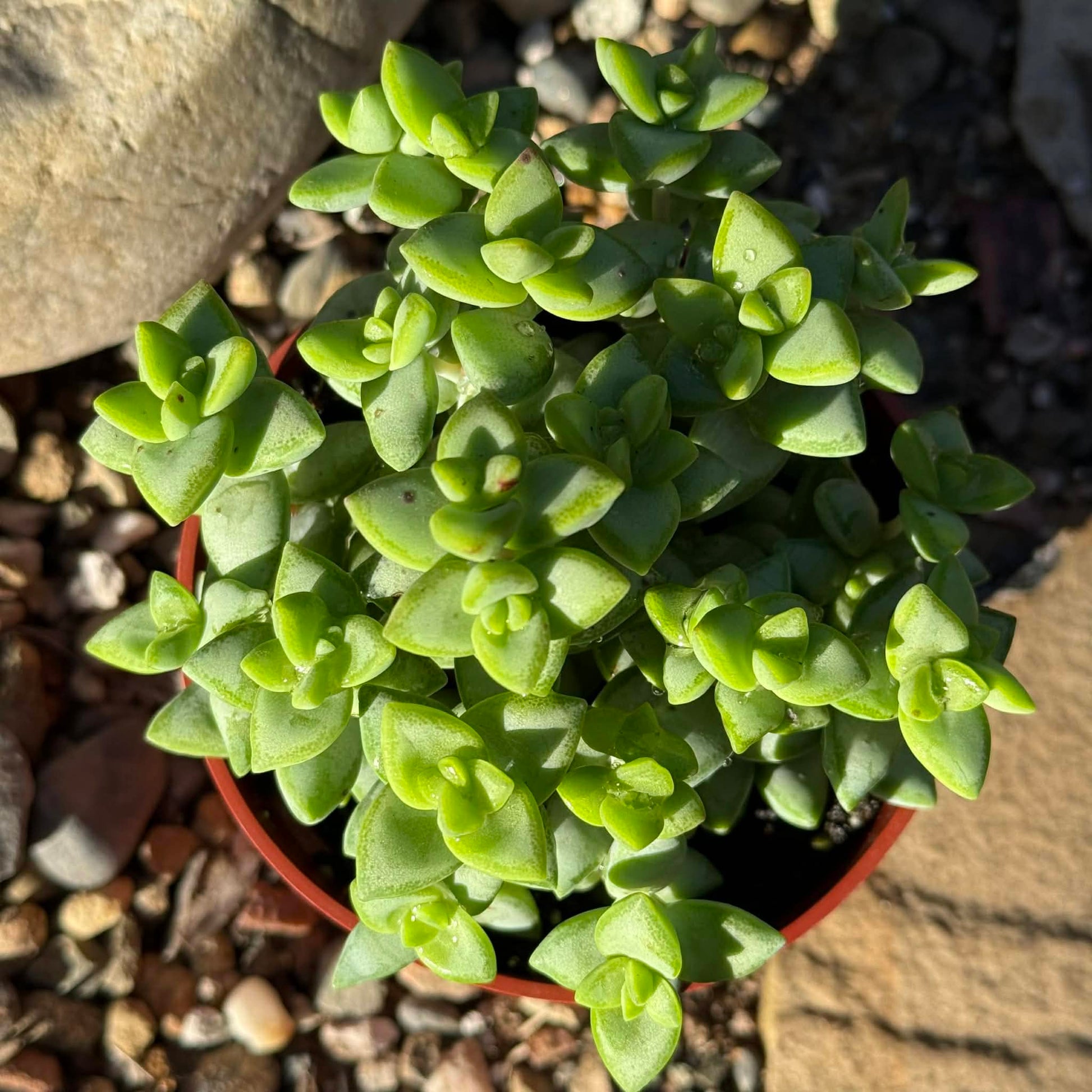 succulent vine Crassula Rupestris 'Rosary Vine'