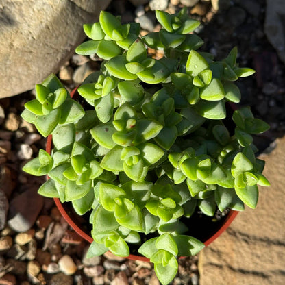 Crassula Rupestris 'Rosary Vine' - 4 Inch - Succulent - DesertScapeSucculent