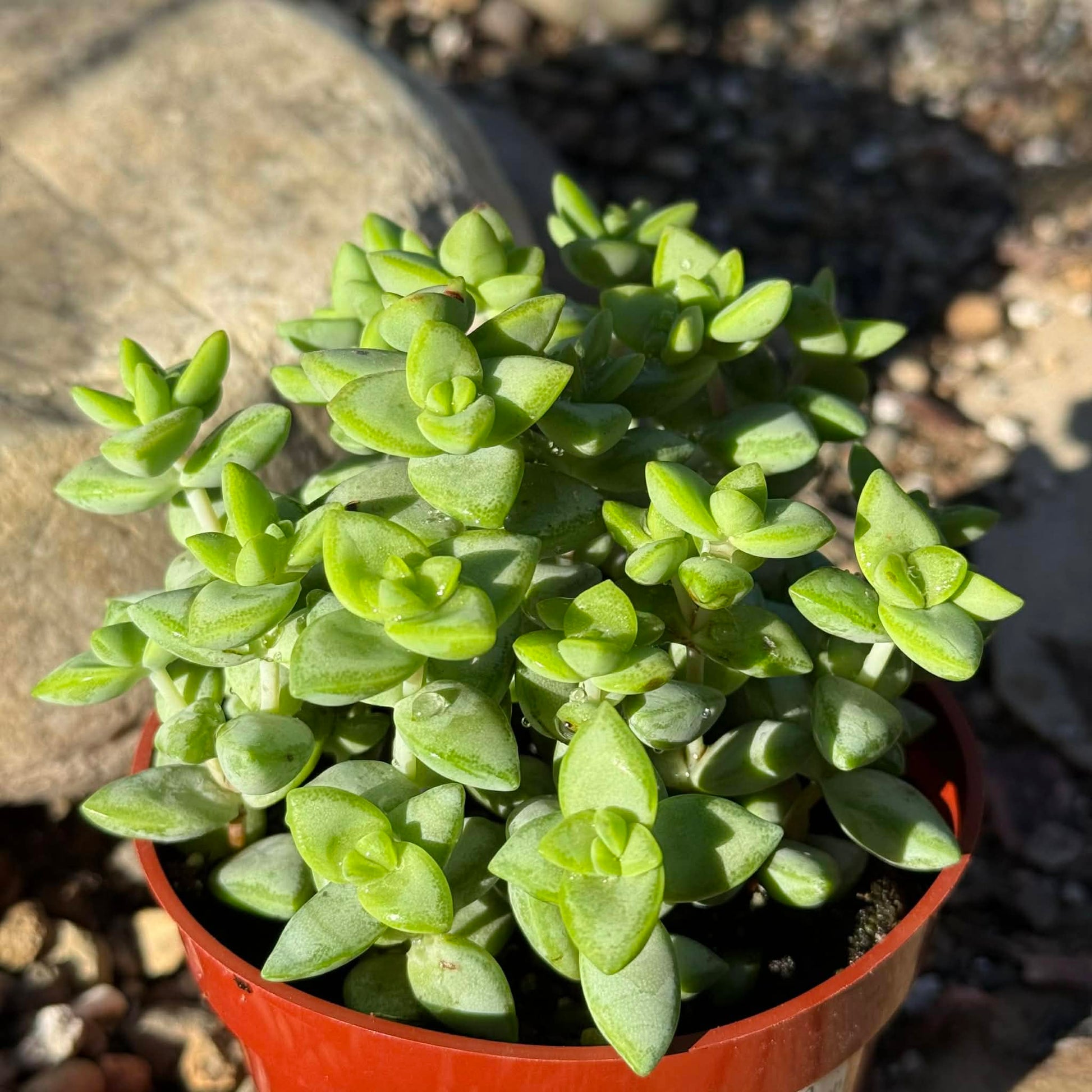 succulent rosary plant Crassula Rupestris 'Rosary Vine'