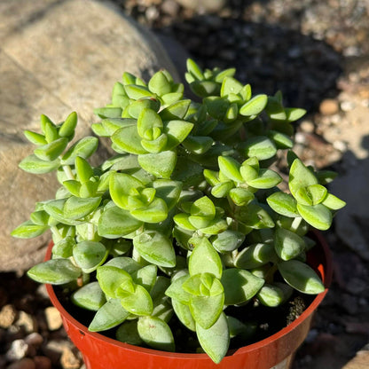 Crassula Rupestris 'Rosary Vine' - 4 Inch - Succulent - DesertScapeSucculent