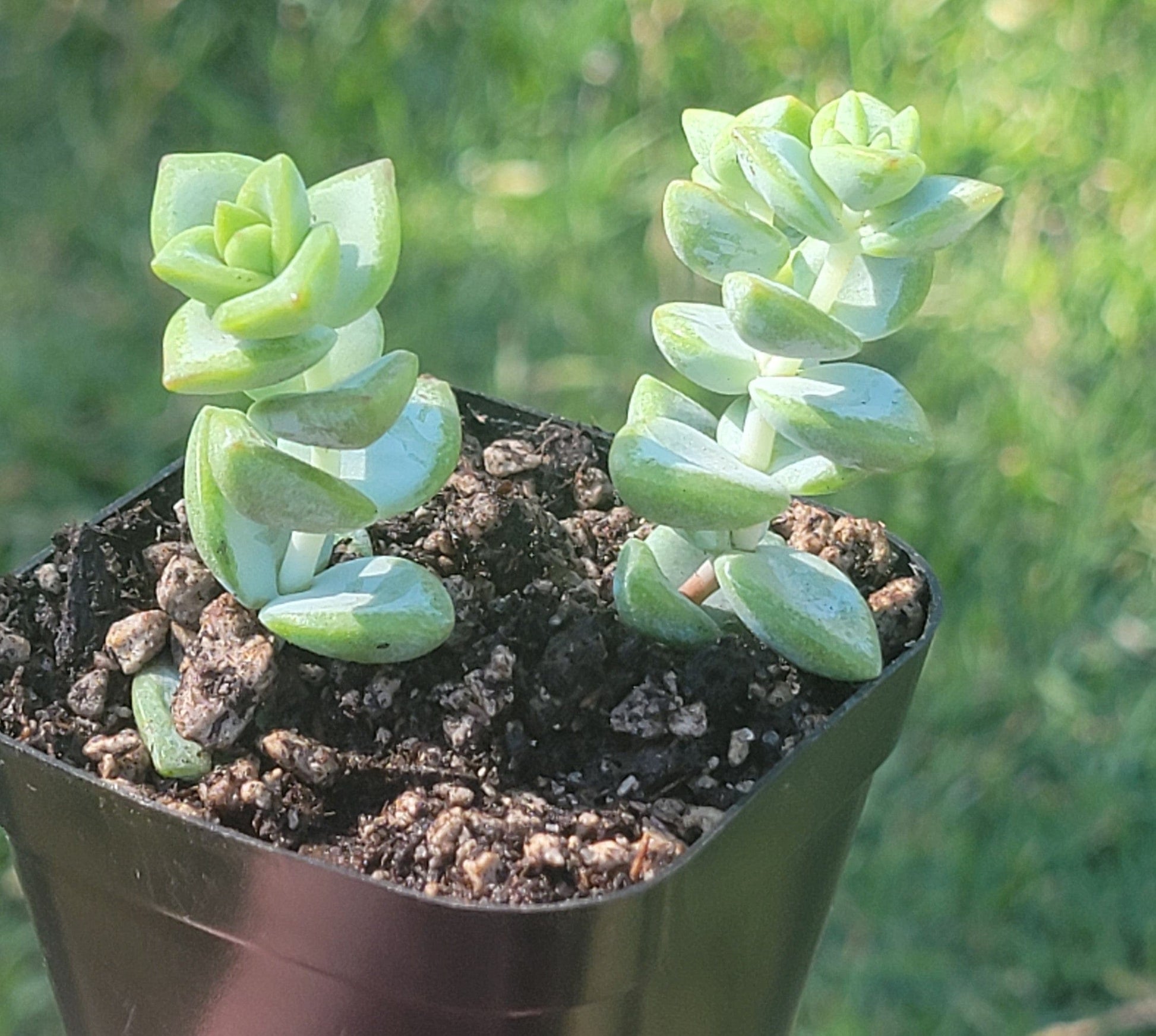 DesertScapeSucculent Succulent Single 3A Crassula Rupestris 'Rosary Vine'