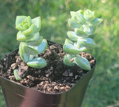 Crassula Rupestris 'Rosary Vine'