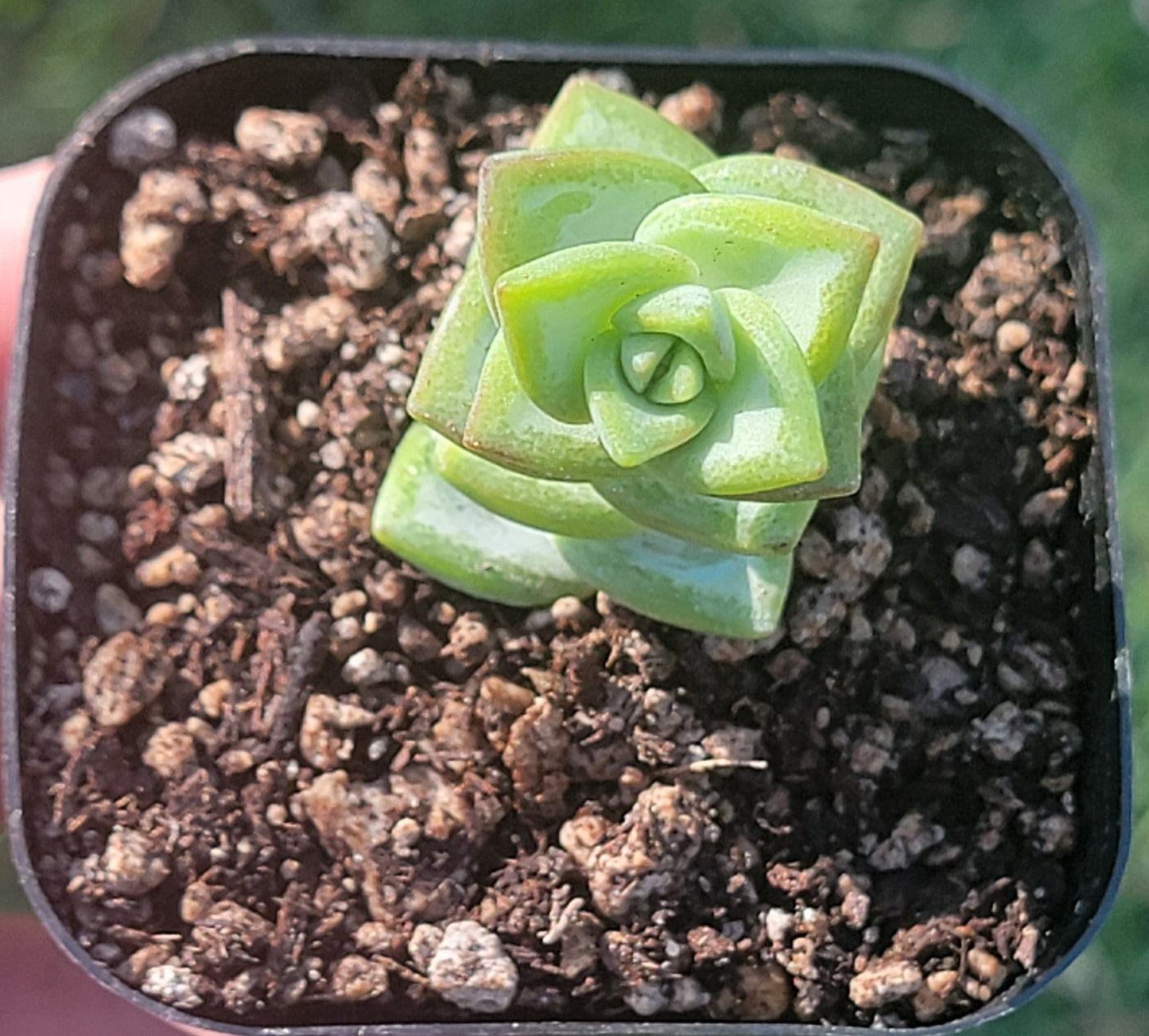 Crassula Rupestris 'Vigne du Rosaire'