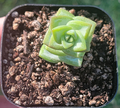 Crassula Rupestris 'Vid del Rosario'