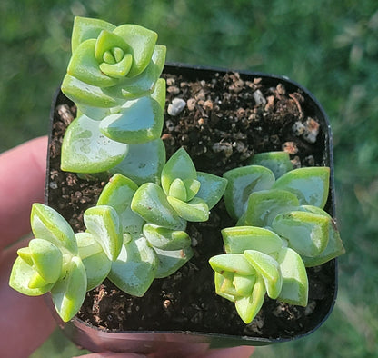 Crassula Rupestris 'Vid del Rosario'