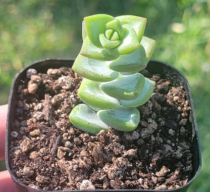 Crassula Rupestris 'Vid del Rosario'