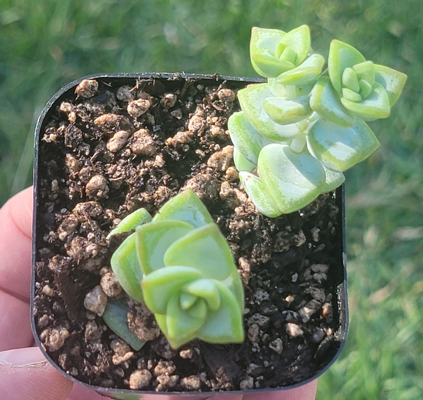 Crassula Rupestris 'Vid del Rosario'