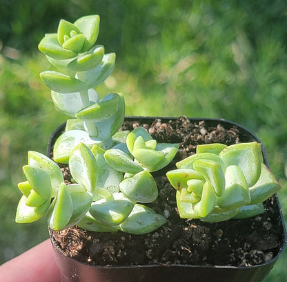 Crassula Rupestris 'Rosary Vine'