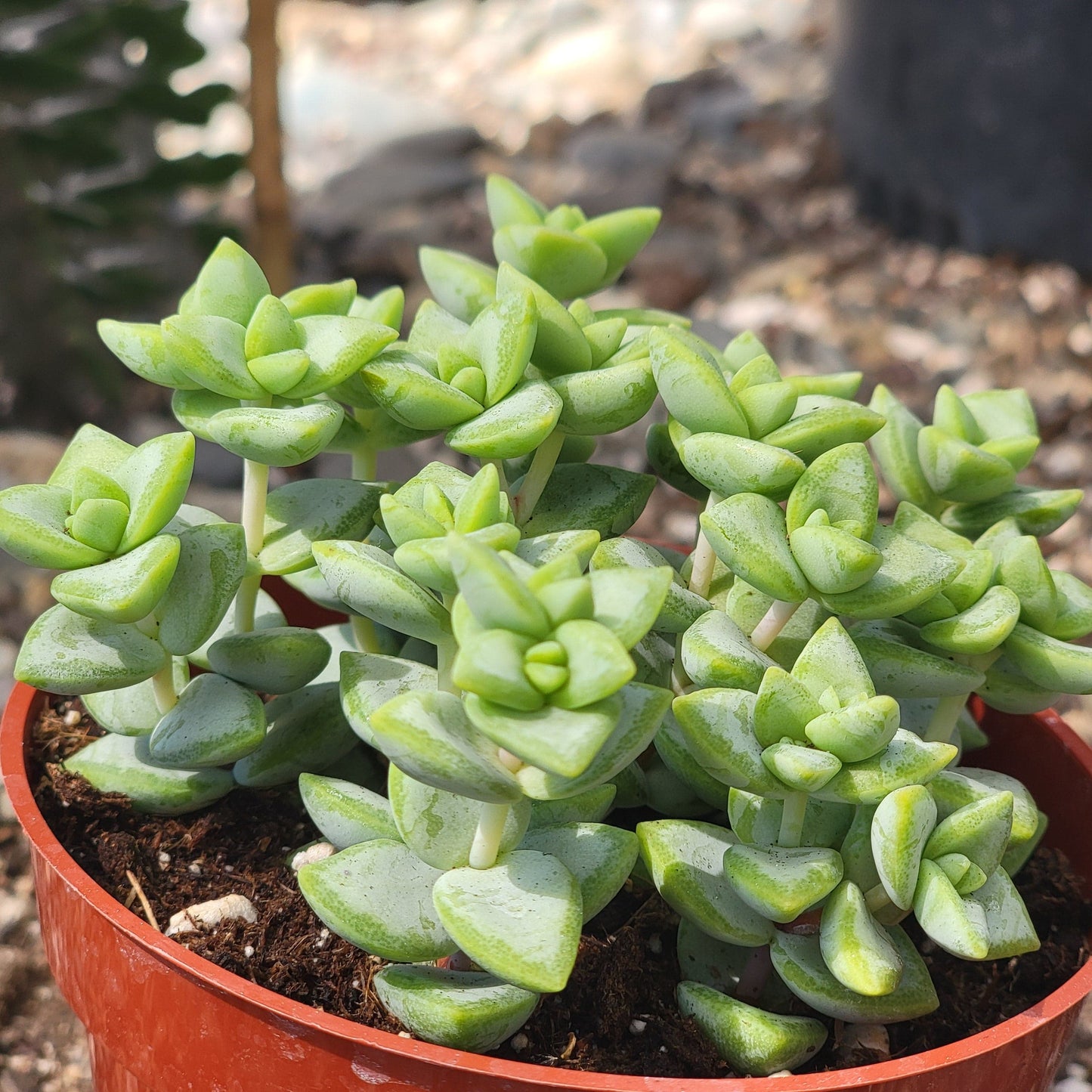 Crassula Rupestris 'Vid del Rosario'