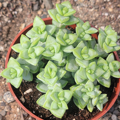 Crassula Rupestris 'Rosary Vine'