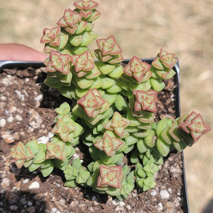 Crassula Rupestris Ssp. Commutata 'Tom Thumb'