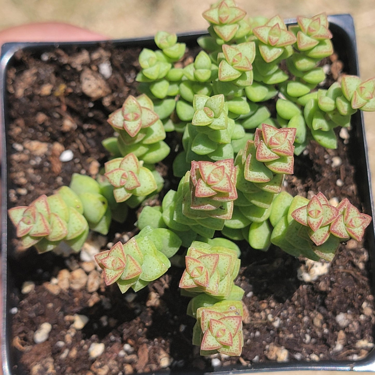 Crassula Rupestris Ssp. Commutata 'Tom Pouce'