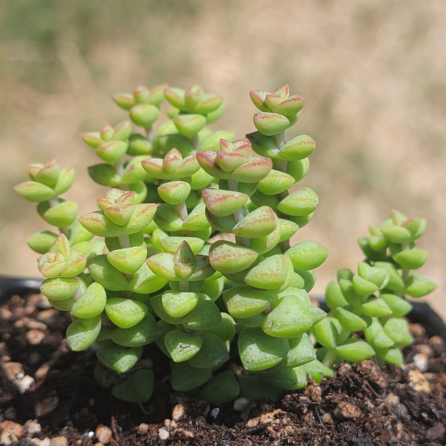 Crassula Rupestris Ssp. Commutata 'Tom Thumb'