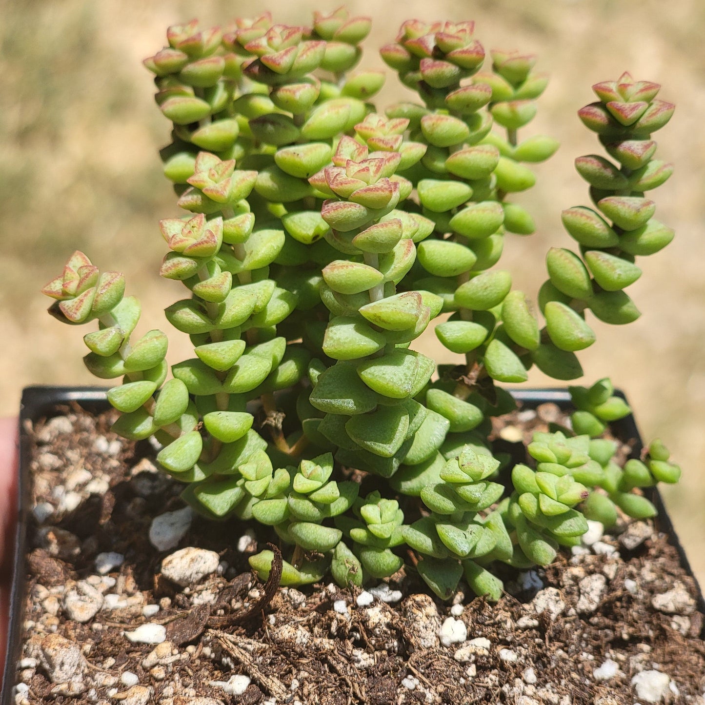 Crassula Rupestris Ssp. Commutata 'Tom Thumb'